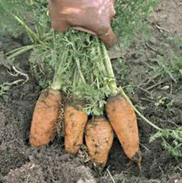 Danvers Half Long Carrot Seeds, Heirloom Variety, 50+ Seeds, Tasty for Salads, Daucus carota