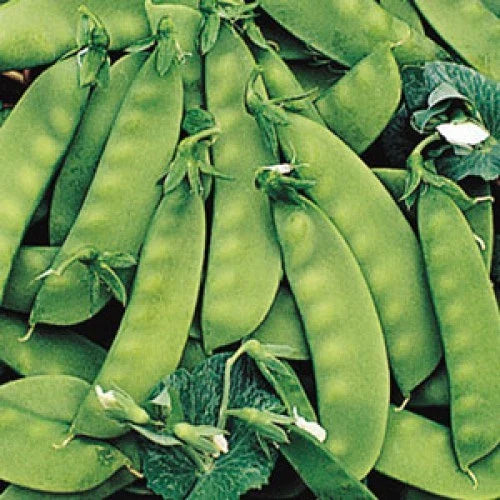 Oregon Sugar Pod II Pea Seeds - Fresh Seed Variety for Garden Planting - Pisum sativum