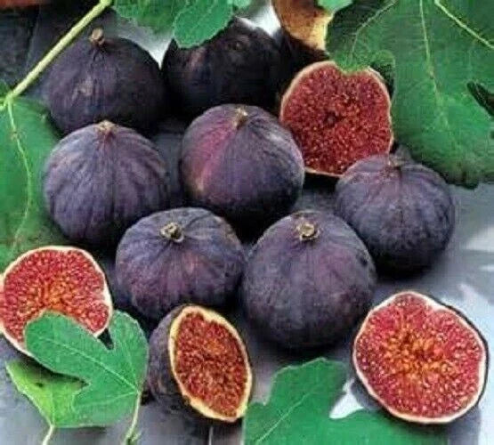 Olympian Fig Starter Plant - Live Well Rooted - Ficus carica - Edible Fig Tree for Garden or Indoor Use