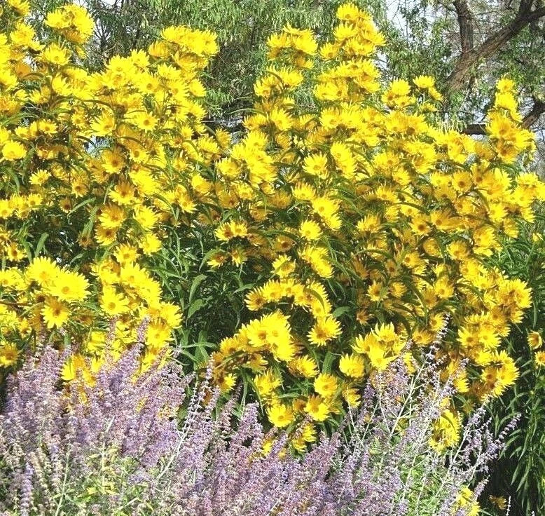 Maximilian Prairie Sunflower Seeds - Native Wildflower, Drought Tolerant, Heat Resistant, Helianthus maximiliani