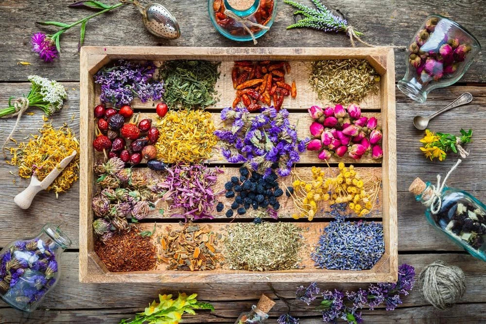 Essential Oils Garden Seed Kit - 4 Varieties - Peppermint, Tea Tree, Lavender, Eucalyptus (Mentha, Melaleuca, Lavandula, Eucalyptus)