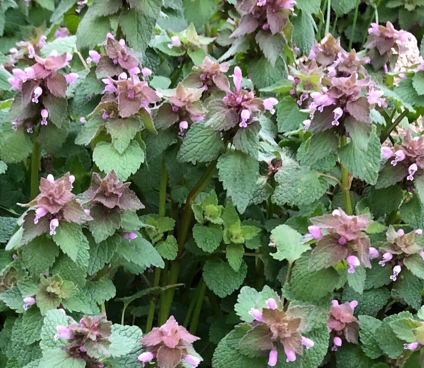 Live Purple Dead Nettle Plant 2+1 Free - Lamium purpureum Archangel - Organic Medicinal Herb
