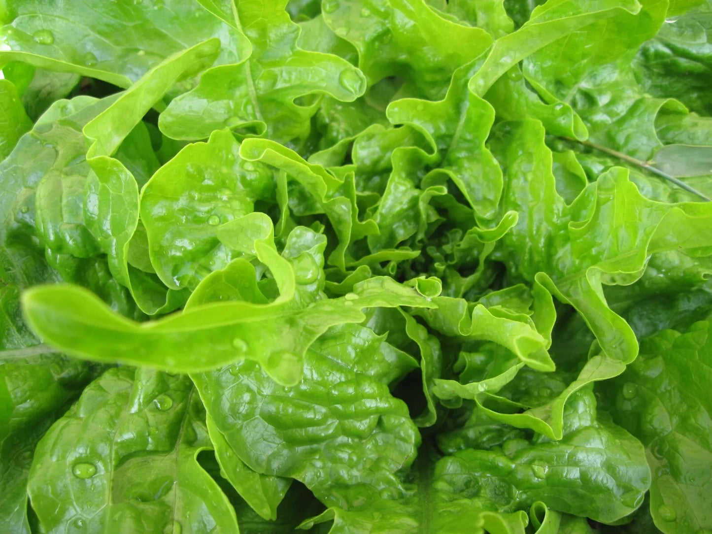 Oakleaf Lettuce Seeds 600+ Count NON-GMO Leaf Vegetable - Ideal for Home Gardening (Lactuca sativa)