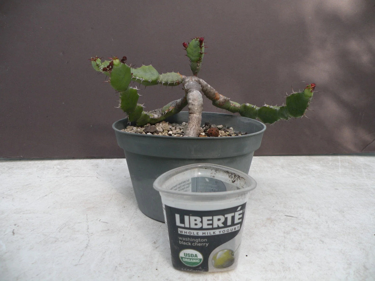 Euphorbia opuntioides Plant - 12-Year-Old Cutting - Unique Succulent Variety for Home Garden Decor