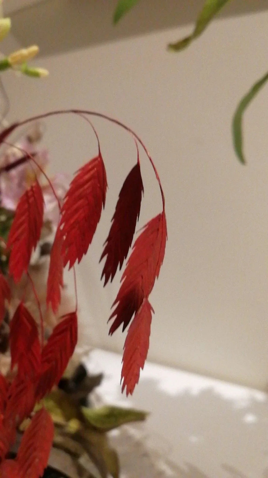 Northern Sea Oats 5 Live Plants - Rare Ornamental Grass Chasmanthium latifolium