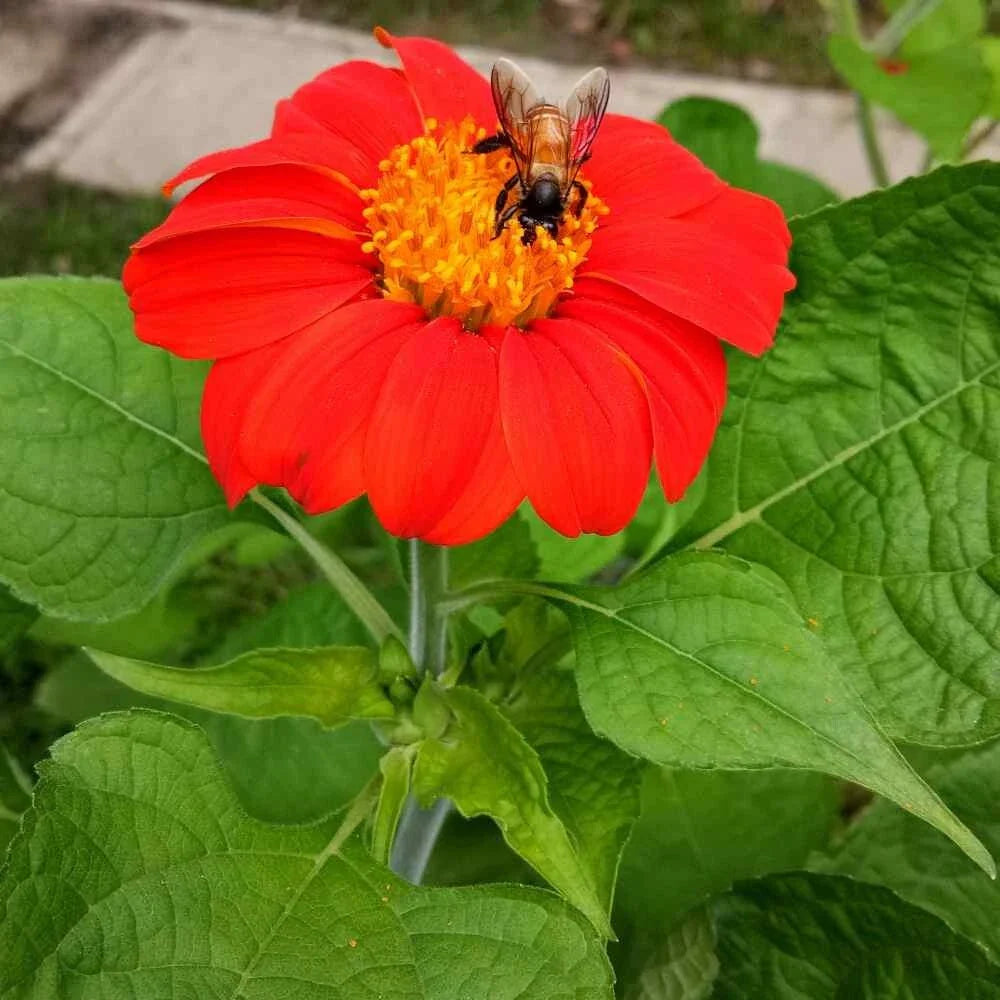 Mexican Torch Sunflower Seeds - 100+ Pack - Attracts Bees, Butterflies, Hummingbirds - Fresh Seeds