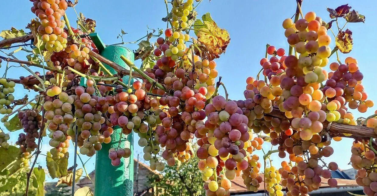 Strawberry Grapes Cuttings - 10 Ready for Rooting - Vitis vinifera Varietal