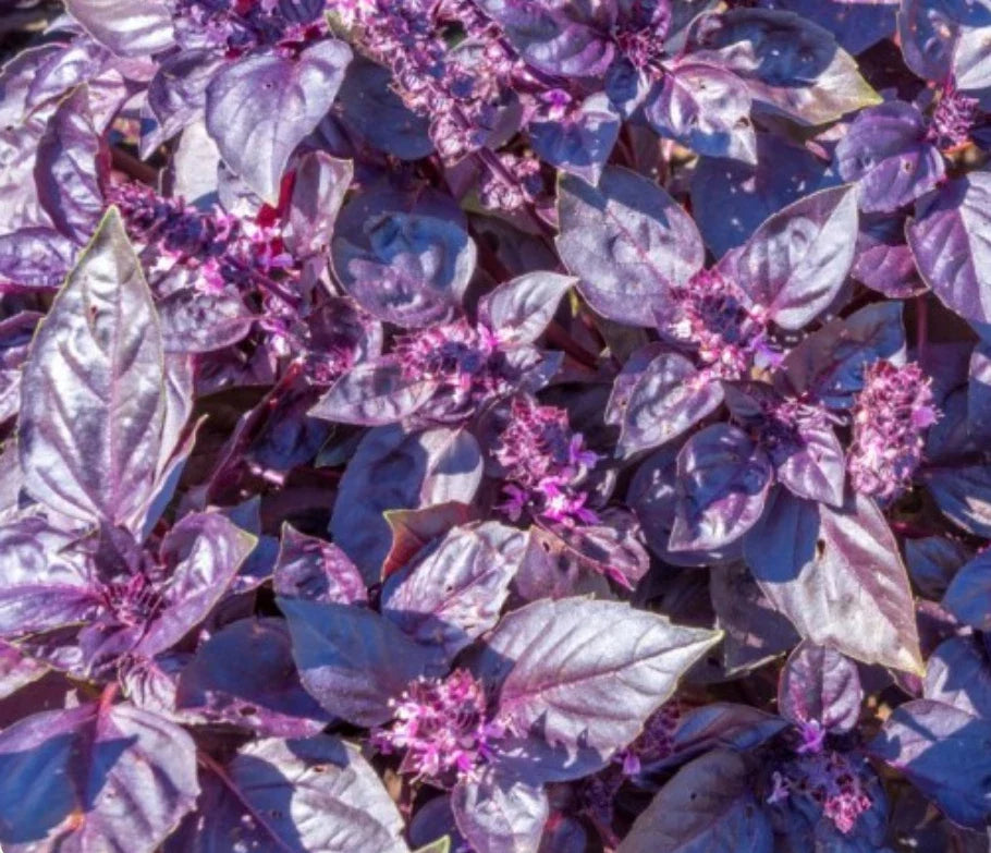Dark Opal Basil Seeds - 2,000 Heirloom Non-GMO Seeds - Ocimum basilicum