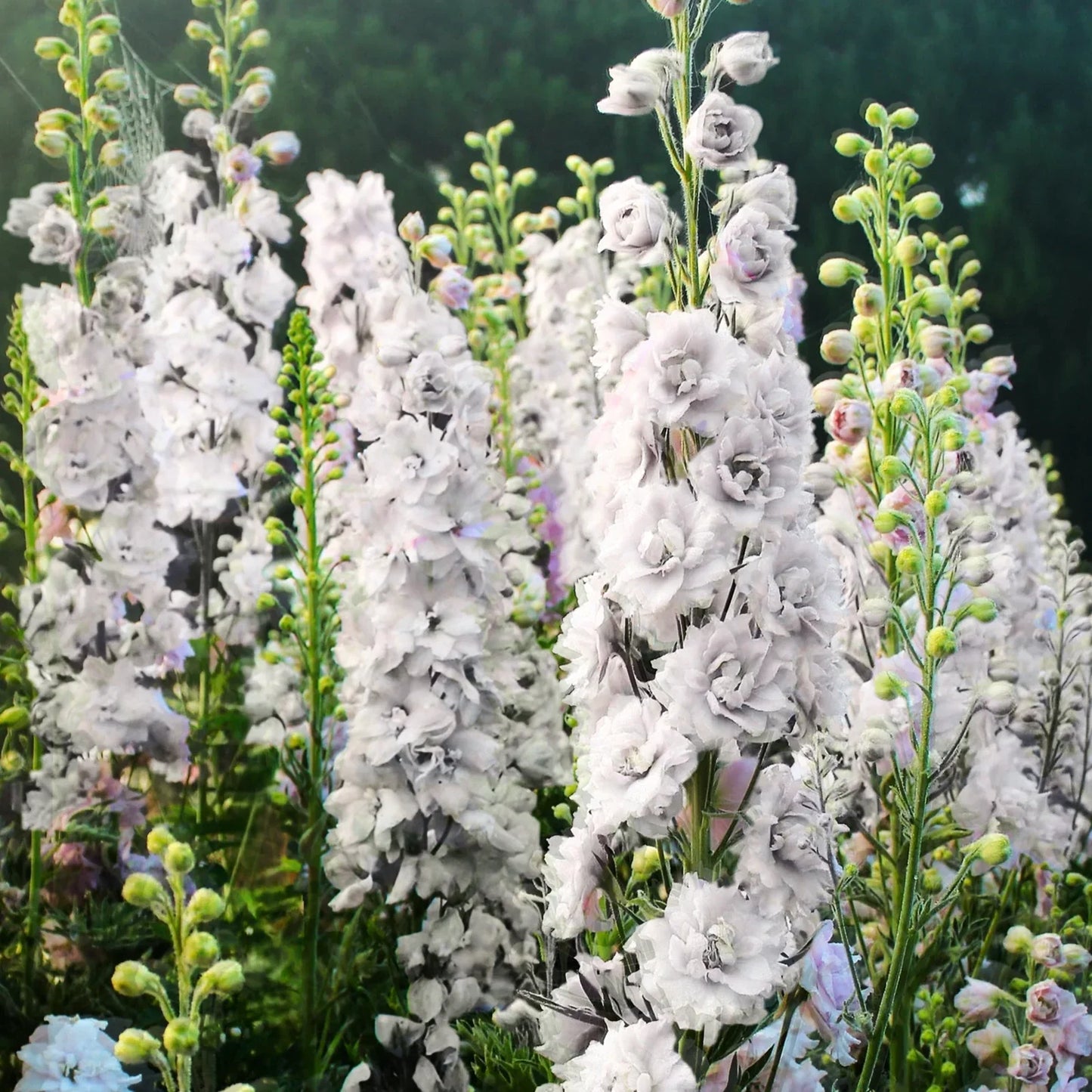 Larkspur Seeds - White King Rocket - Snow Delphinium Consolida - 2025 Planting