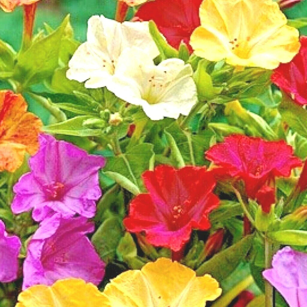 40+ Four O'Clock Mix Seeds - Wildflower Pollinators, Fragrant Night Blooms, Perennial Plants for Gardens (Mirabilis jalapa)