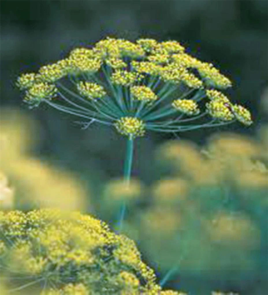 Dill Seed, Heirloom Bouquet, Non-GMO, 25+ Seeds, Fresh or Dried Herb, Anethum graveolens