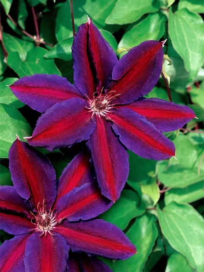 Clematis Seeds - 25 Large Bloom Purple Red Climbing Perennial Garden Flower - Clematis spp.
