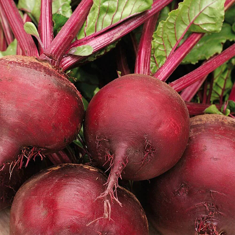 Beetroot Seeds - 100 Seeds Detroit Dark Red Beet (Beta vulgaris) - Vegetable Garden Seeds USA