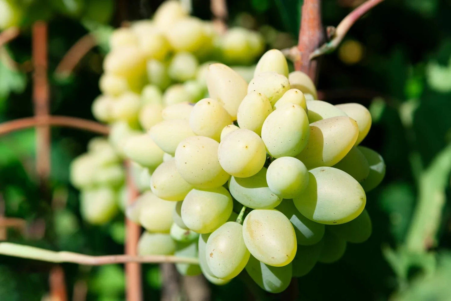 Rare Cotton Candy Grape Cuttings - 5 Rooting or Grafting Cuttings - Vitis vinifera