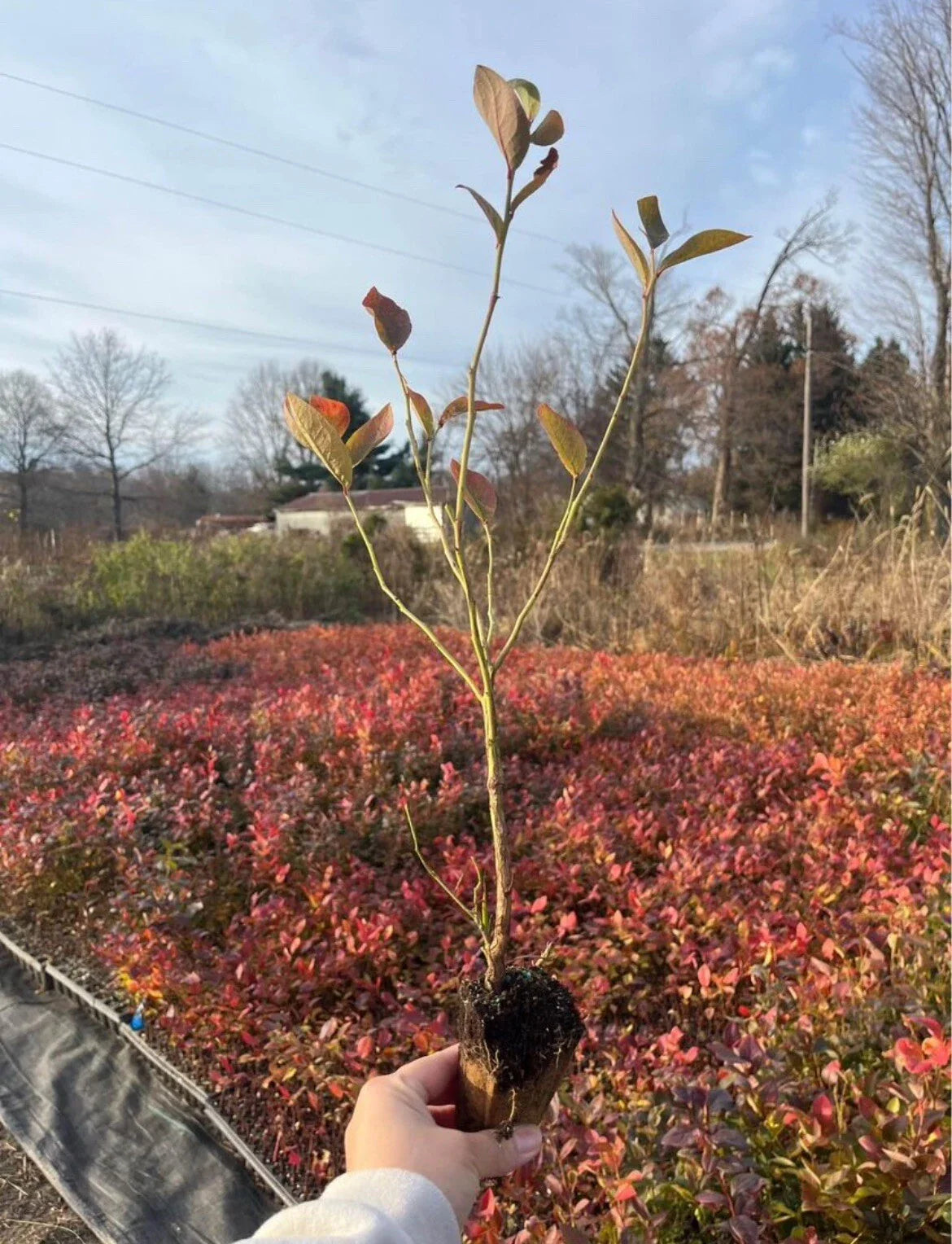 Rooted Blueberry Plants - Highbush Variety - Vaccinium corymbosum - Edible Fruit for Home Garden