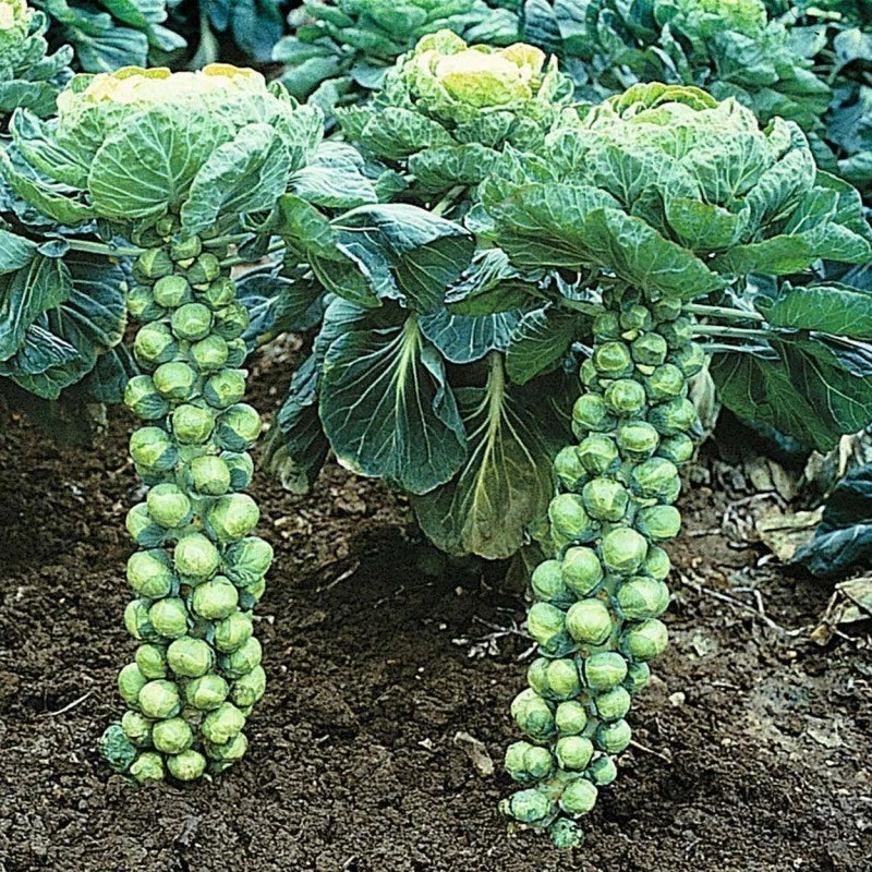 Brussel Sprout Seeds - 400+ Heirloom Organic Non-GMO Catskill Variety - Fresh Seed Pack