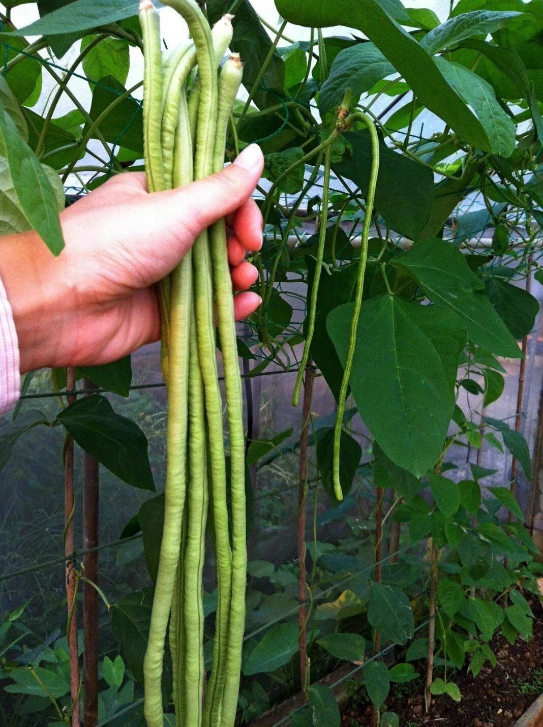 Long Bean Seeds - 120+ Yards - Asian Chinese Heirloom - NON GMO - Fresh Seed Pack