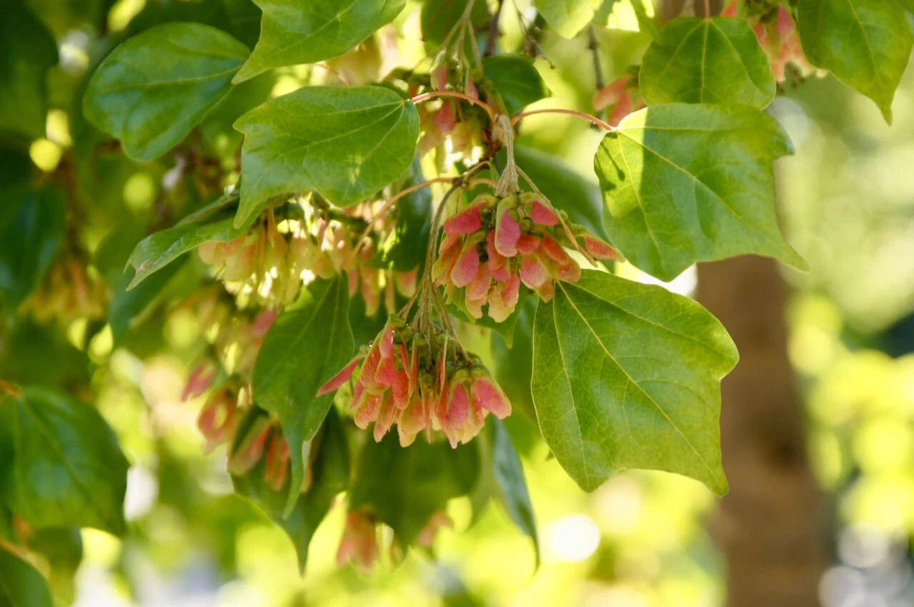 Trident Maple Seeds, 30+ Seeds, Acer buergerianum, Hardy Trees for Landscaping, Drought Tolerant, Fall Color