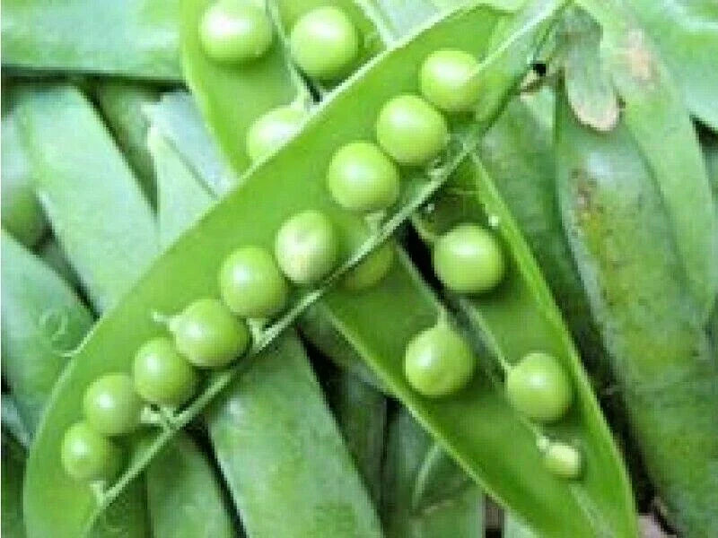 Lincoln Shelling Pea Seeds - 50+ Heirloom Vegetable Seeds for Spring & Fall - Pisum sativum