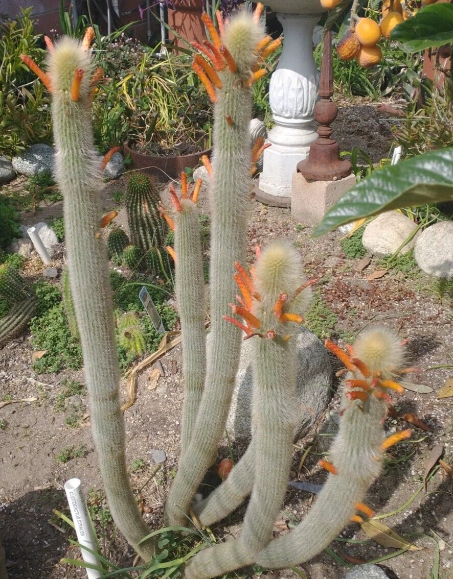 Cleistocactus Hyalacanthus Frosty Torch Silver - 1 Double Arm Rooted Rare Orange Cactus Plant