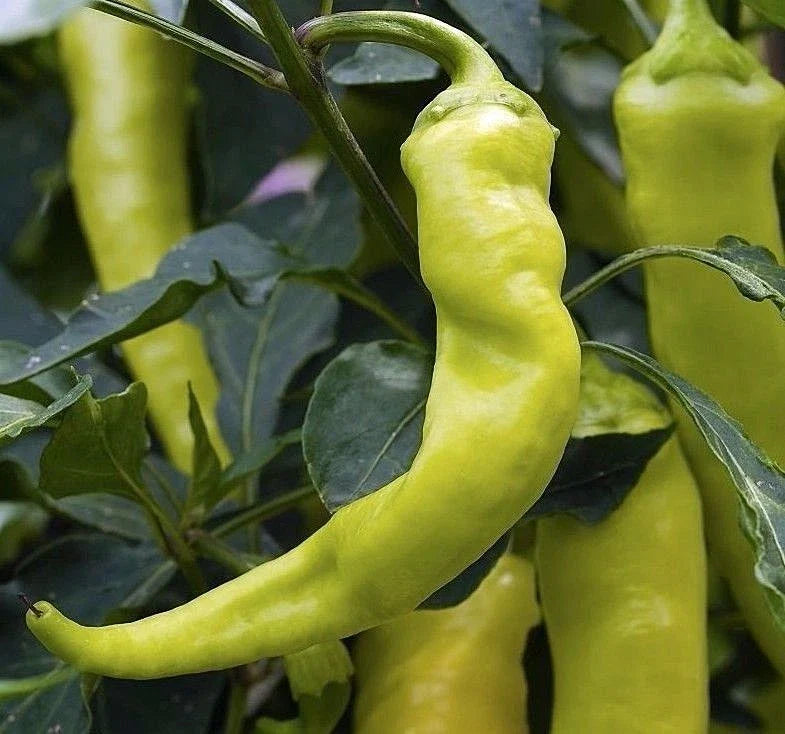 Sweet Banana Pepper Seeds, NON-GMO, Greek Salad Variety, Capsicum annuum, Free Shipping