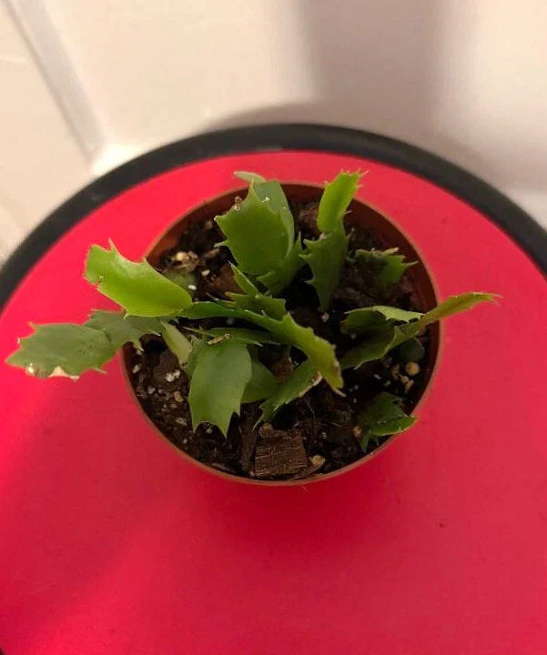 Thanksgiving Cactus Cuttings Potted Pink and Red - Schlumbergera Truncata Rooted Plants