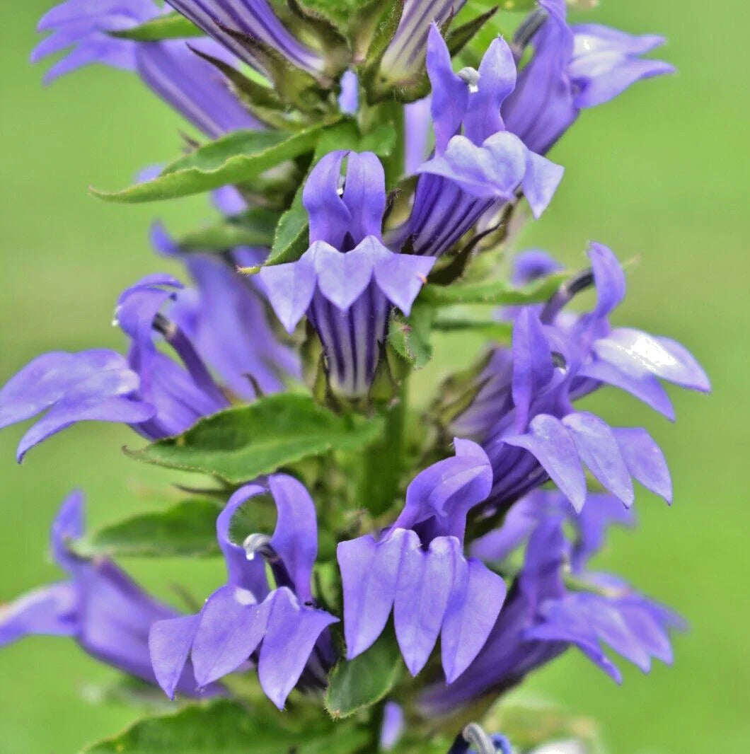 Giant Lobelia Seeds, 253 Mixed White & Blue, Lobelia Silphilitica, Hardy Perennial, Flower Garden Seeds