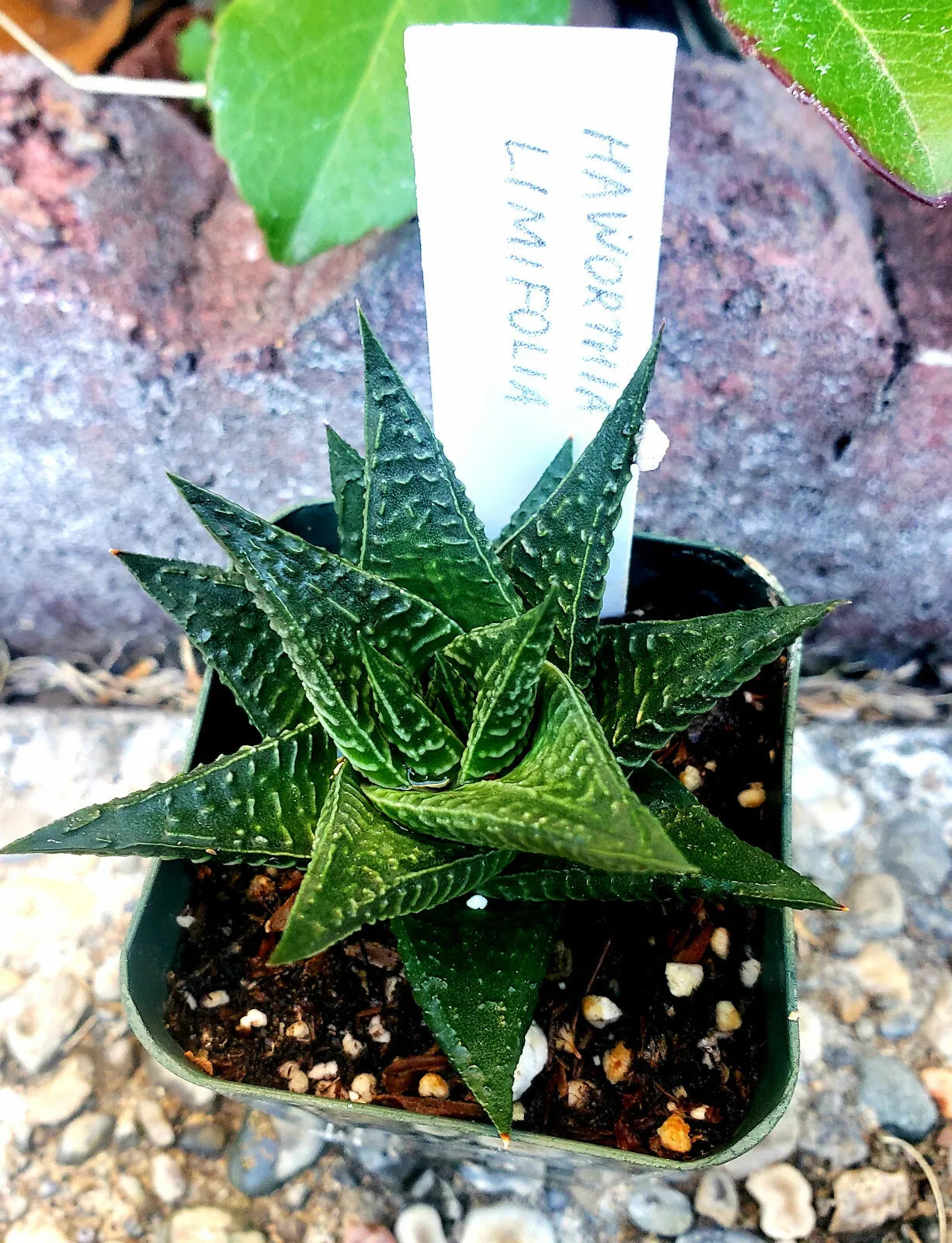 Gasteria Limifolia Fairy Washboard - 2" Diameter Rooted Plant - Succulent, Indoor Plant, Low Maintenance