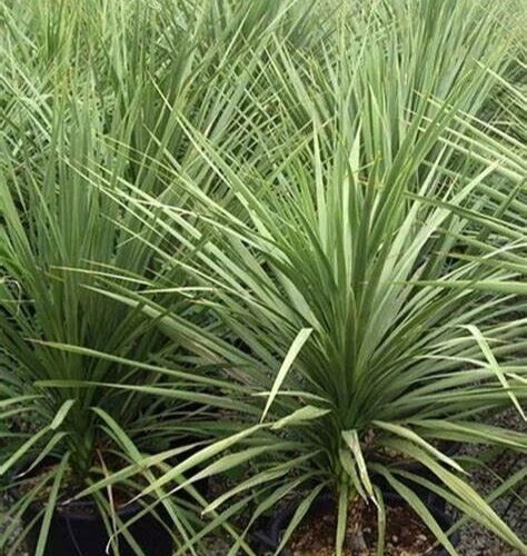 Dracaena Spikes Seeds - 25 Count - Dracaena Fragrans - Indoor Houseplant Seeds for Gardening