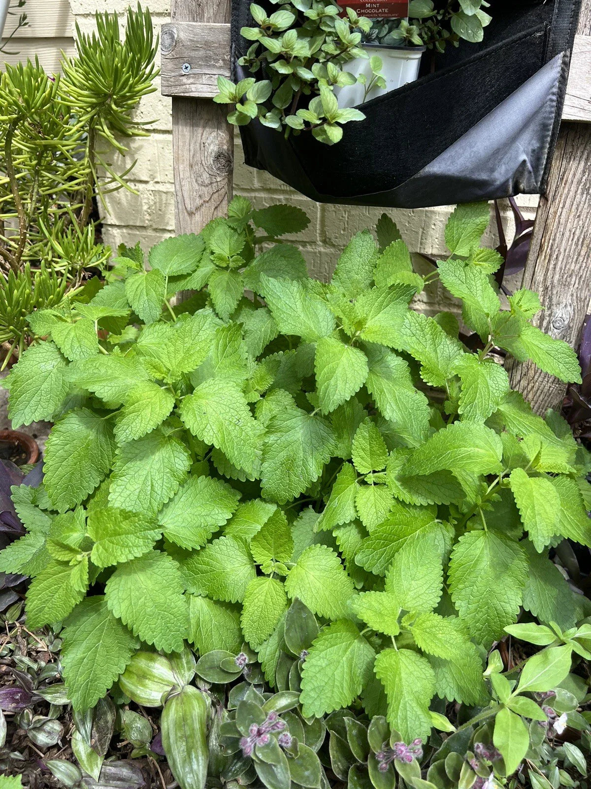 Lemon Balm Seeds - 100 Organic Non-GMO Medicinal Garden Herb - Melissa officinalis