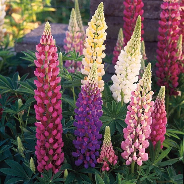 25 Mixed Lupine Seeds for Festivals | Perennial Hardy Flowers | Lupinus spp. | US Seller