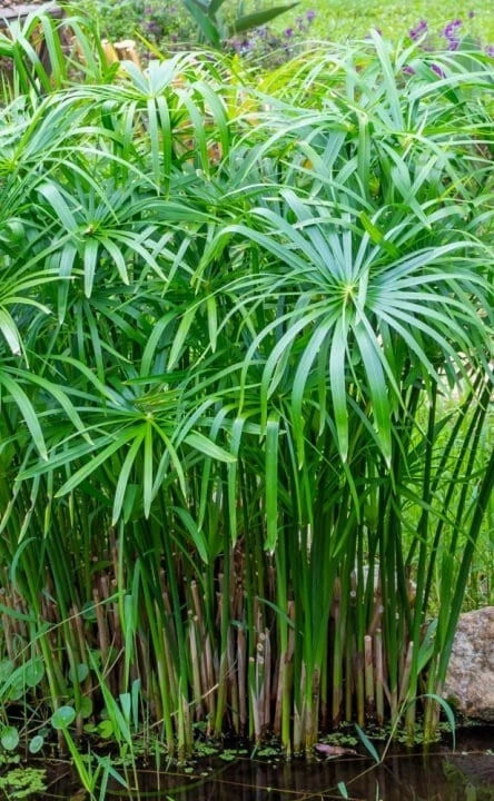 Umbrella Palm Live Plant - 'Baby Tut' - 6" Aquatic Marginal Starter - Cyperus gracilis