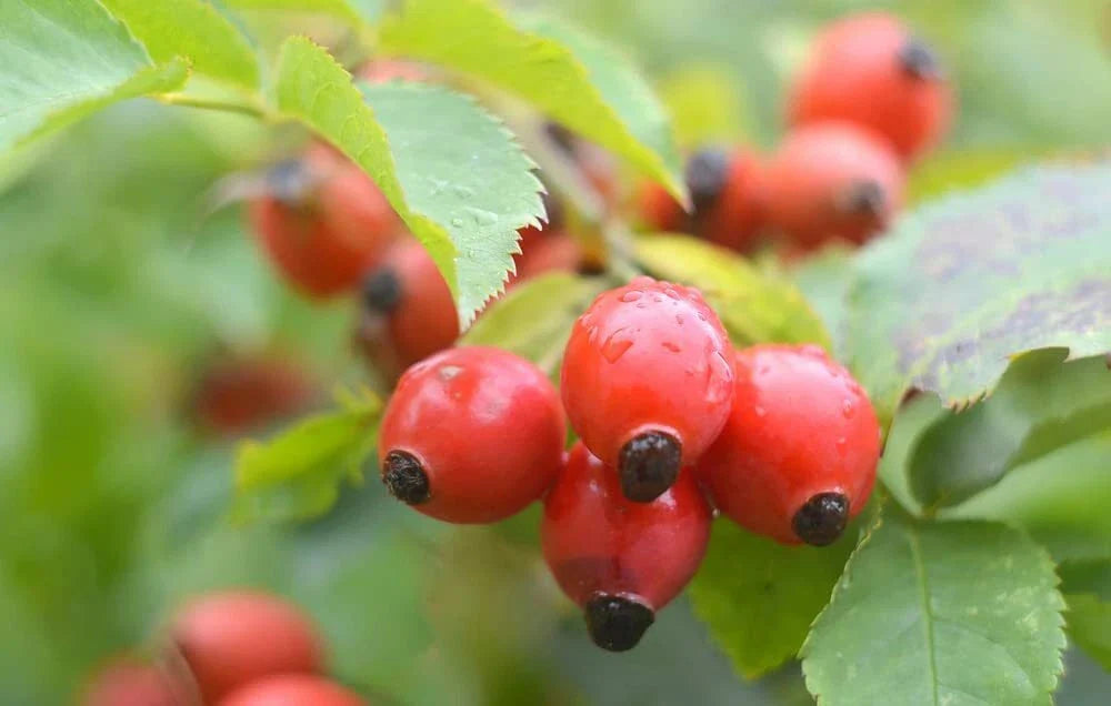 Dog Rose Bush Seeds - 50 Count - Rosa canina - Beautiful Flowers & Tasty Red Berries