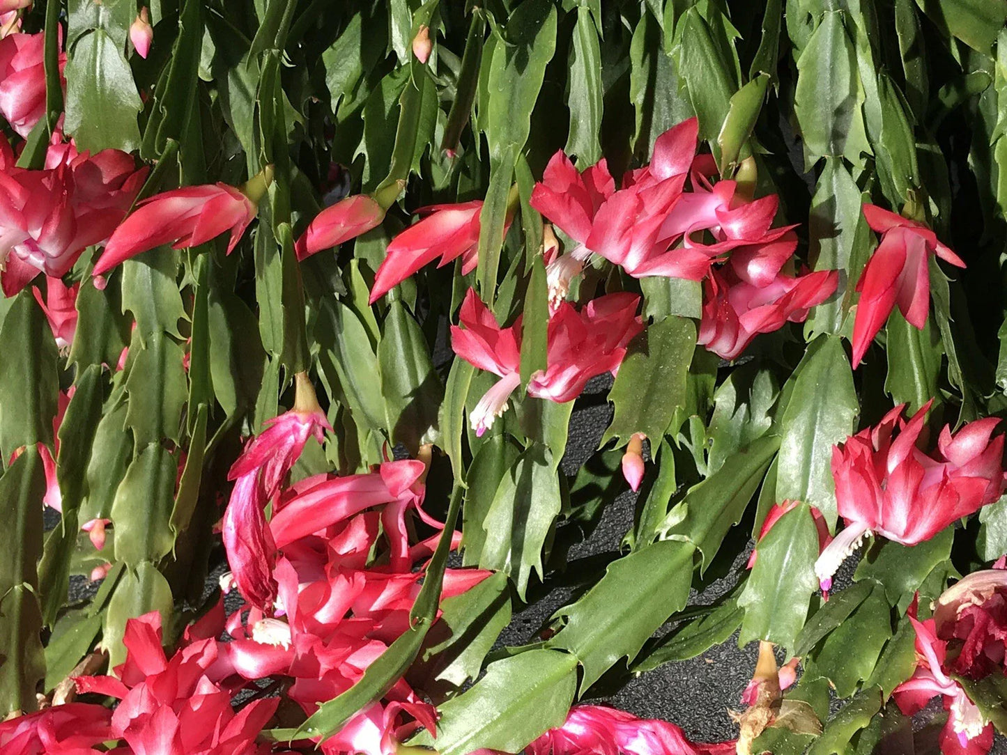 Christmas Cactus Cuttings - 6 Fresh Segments, Schlumbergera Buckleyi, Old Fashion Variety