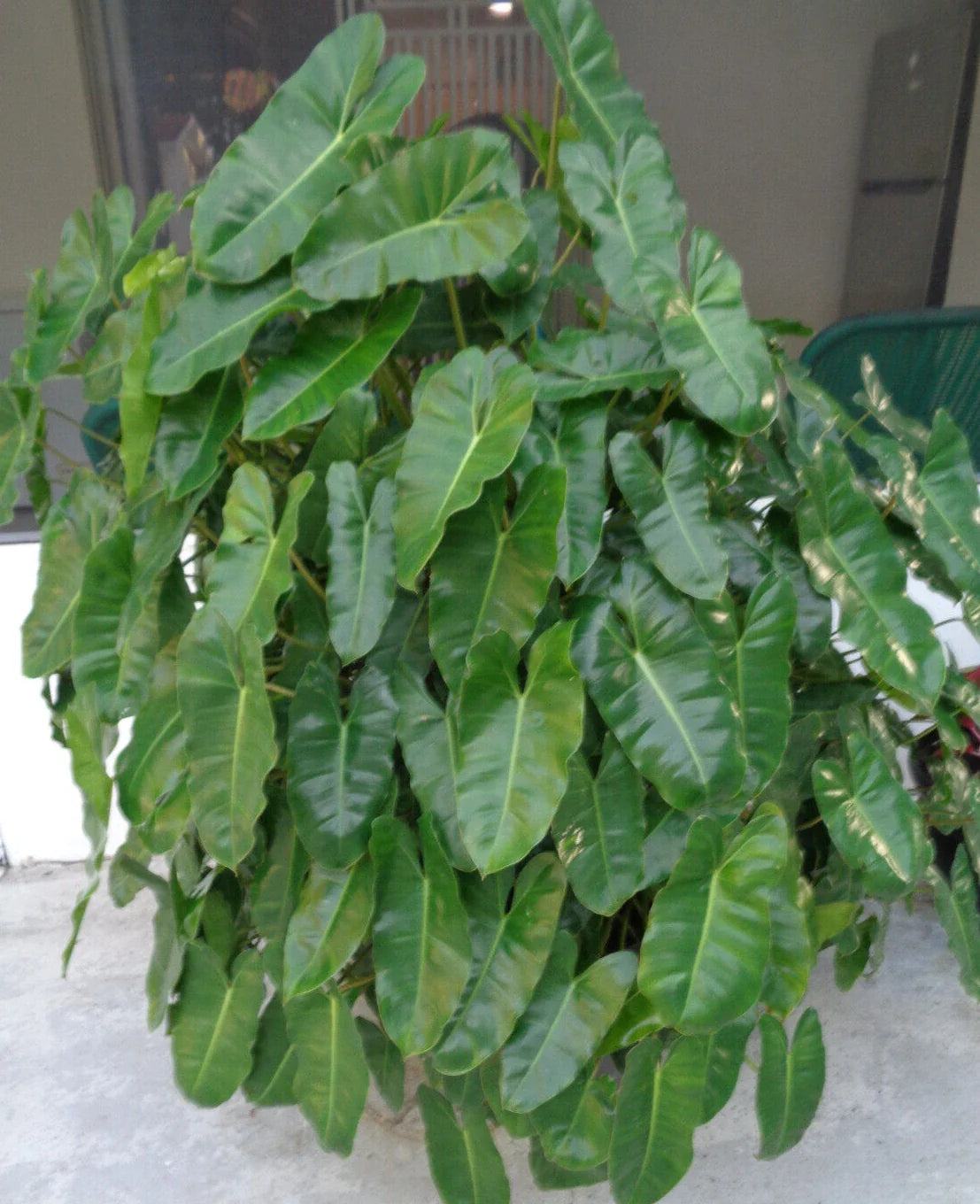 Philodendron Burle Marx 10" - 12" Well Rooted Indoor Outdoor Plant - Ships Bare Root, Philodendron 'Burle Marx'