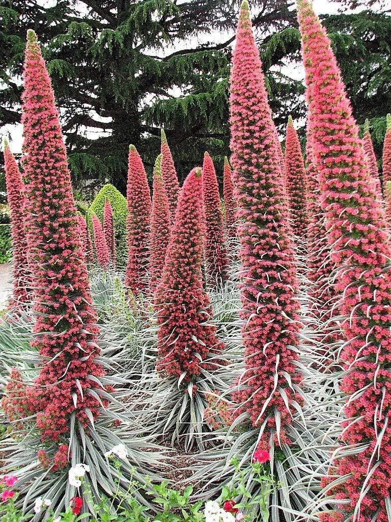 Tower of Jewels Seeds - 25 Count - Red Bugloss Echium Wildpretii for Ruby Hummingbirds
