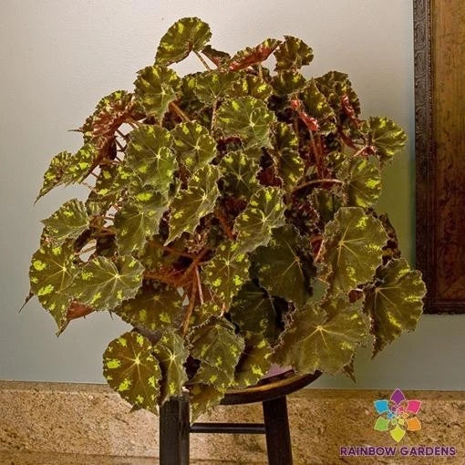 Kit Kat Begonia Seeds - 25+ Count - Garden Planting - USA Grown - Free Shipping - Ideal for Indoor/Outdoor Use