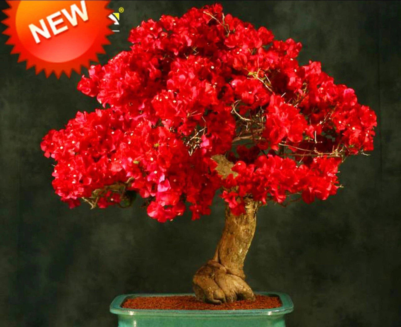 Rare Bougainvillea Starter Plant - Spectabilis Red - Well Rooted - Hardy Tropical Flowering Plant