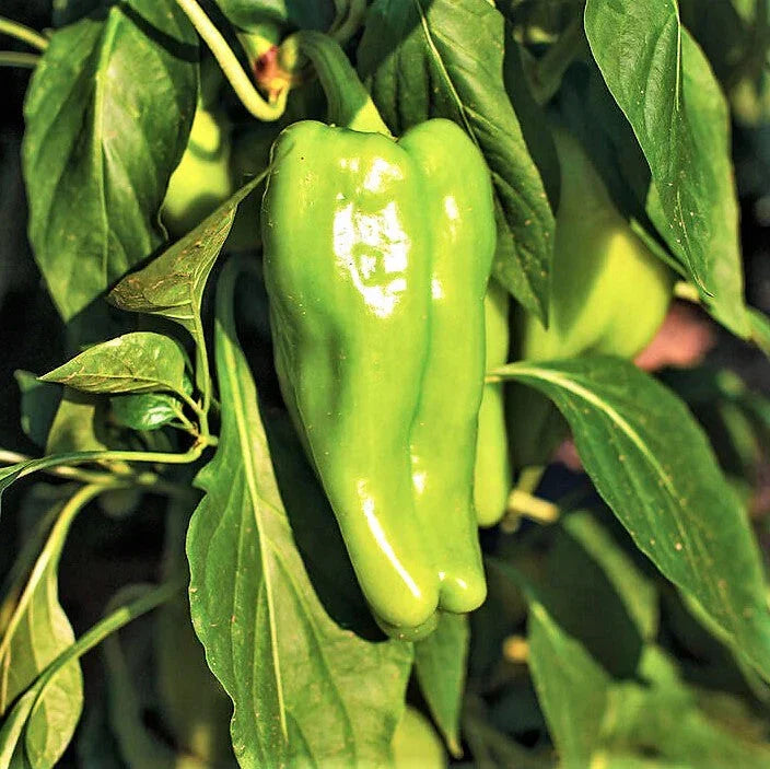 Cubanelle Pepper Seeds - 100+ Count - Mild 1,000 Scoville - Perfect for 2025 Planting - Capsicum annuum