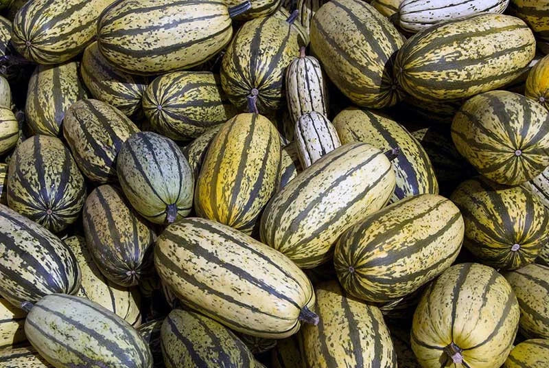 Delicata Squash Seeds - 25+ Seeds for Garden Planting - Cucurbita pepo - USA Grown