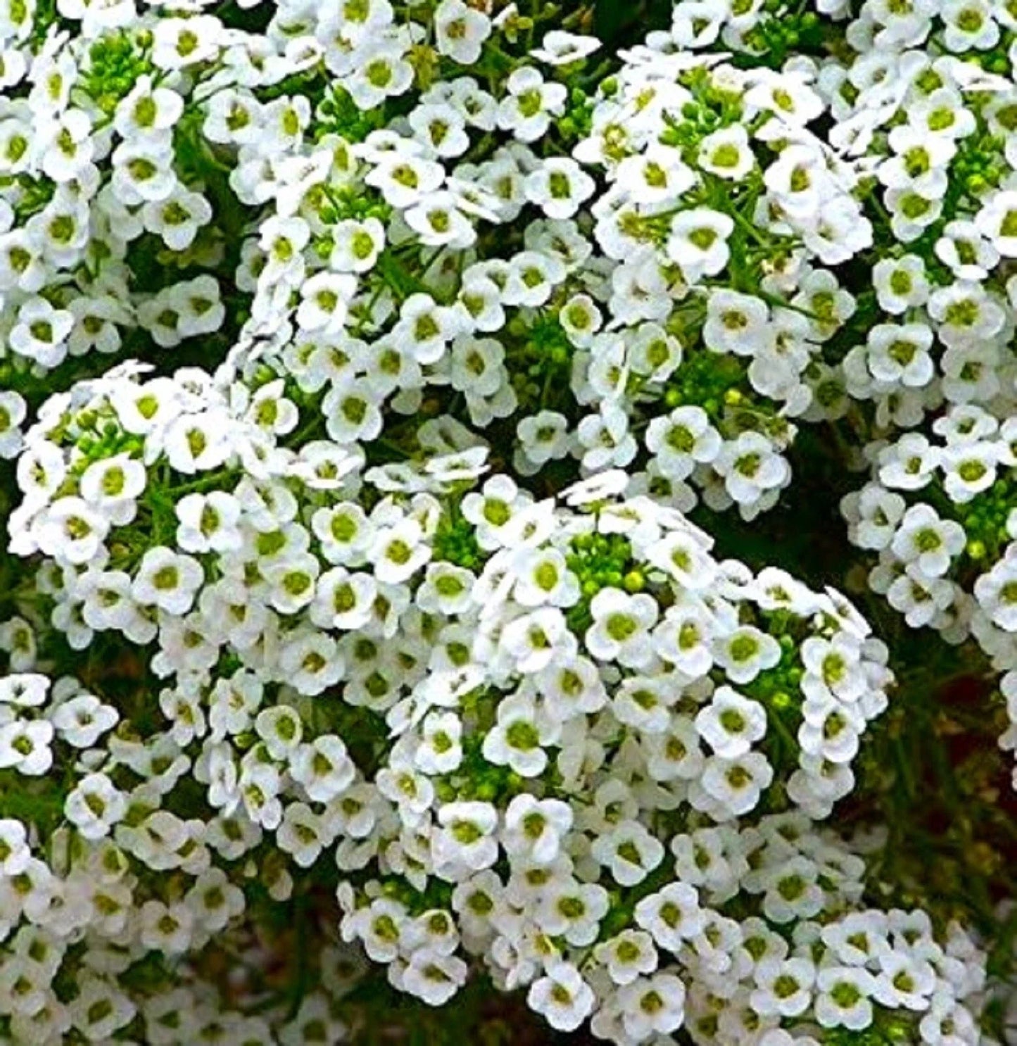 Sweet Alyssum Seeds - 800+ Seeds - Fragrant Ground Cover - Lobularia maritima - Buy 4 Items, Free Shipping