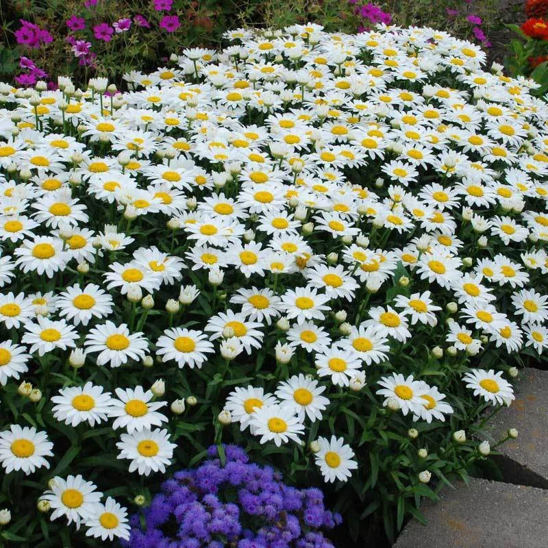 Dwarf Daisy Seeds - 100 Fresh Leucanthemum Paludosum - Perennial Flower Seeds for Garden 2025