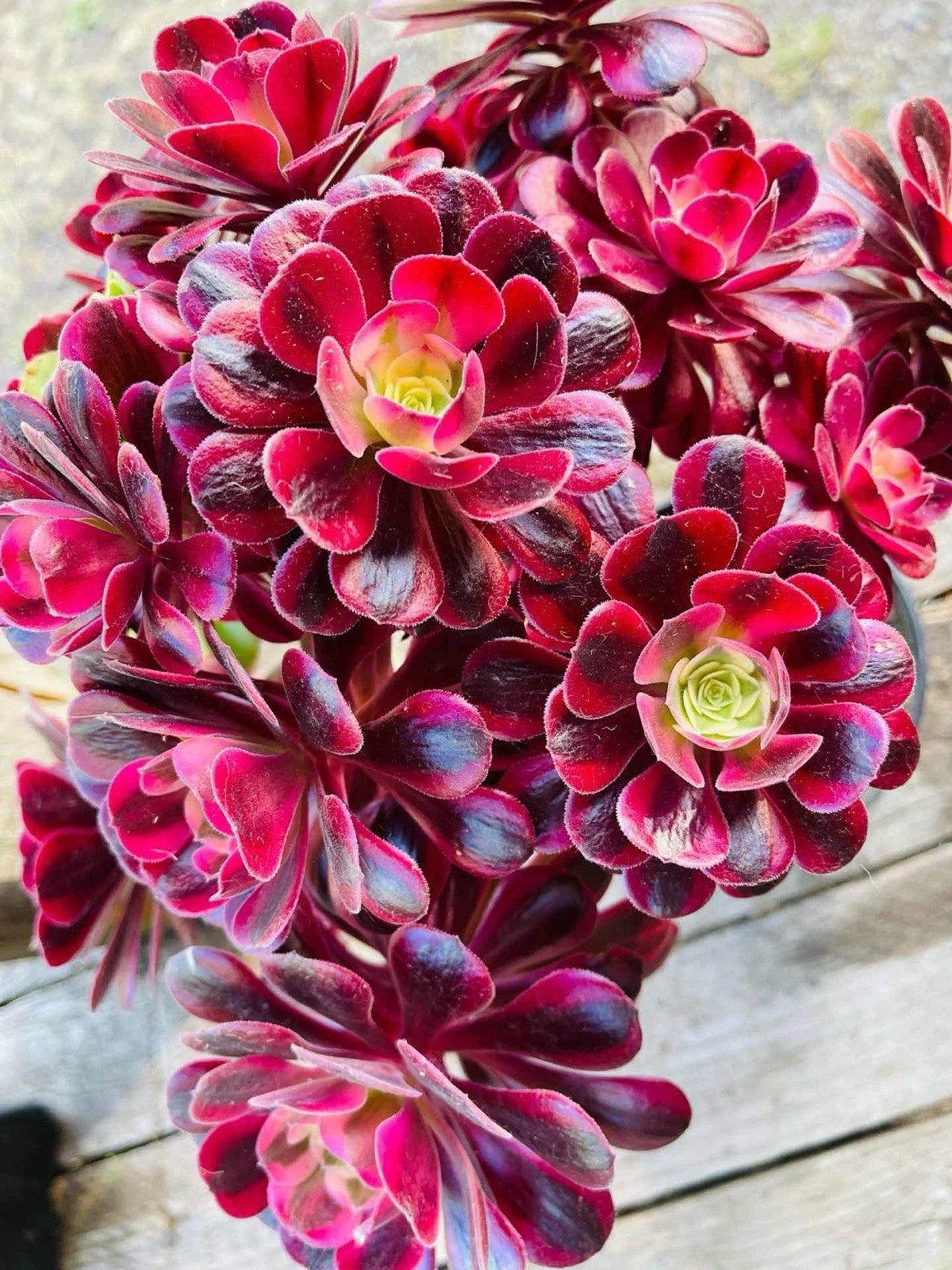 Rare Aeonium Medusa Cutting 5.5"-6" Variegated Succulent Plant, Unique Indoor/Outdoor Decor, Perfect for Collectors