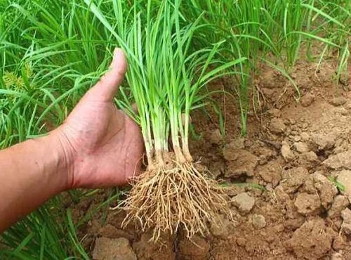 50-Pack Fresh Garlic Chives Bare Roots Allium Leeks for Gardening - Perennial Edible Herbs for Outdoor Planting
