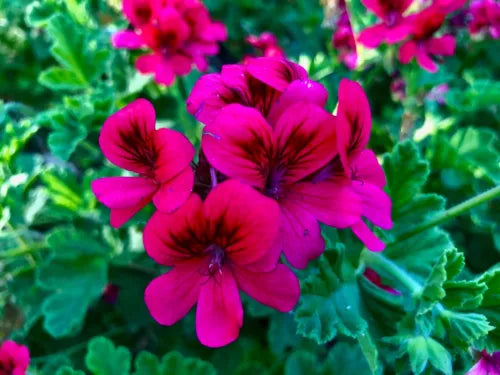 Rare Hot Magenta Pink Hardy Pelargonium Geranium 6" Live Plant Cutting
