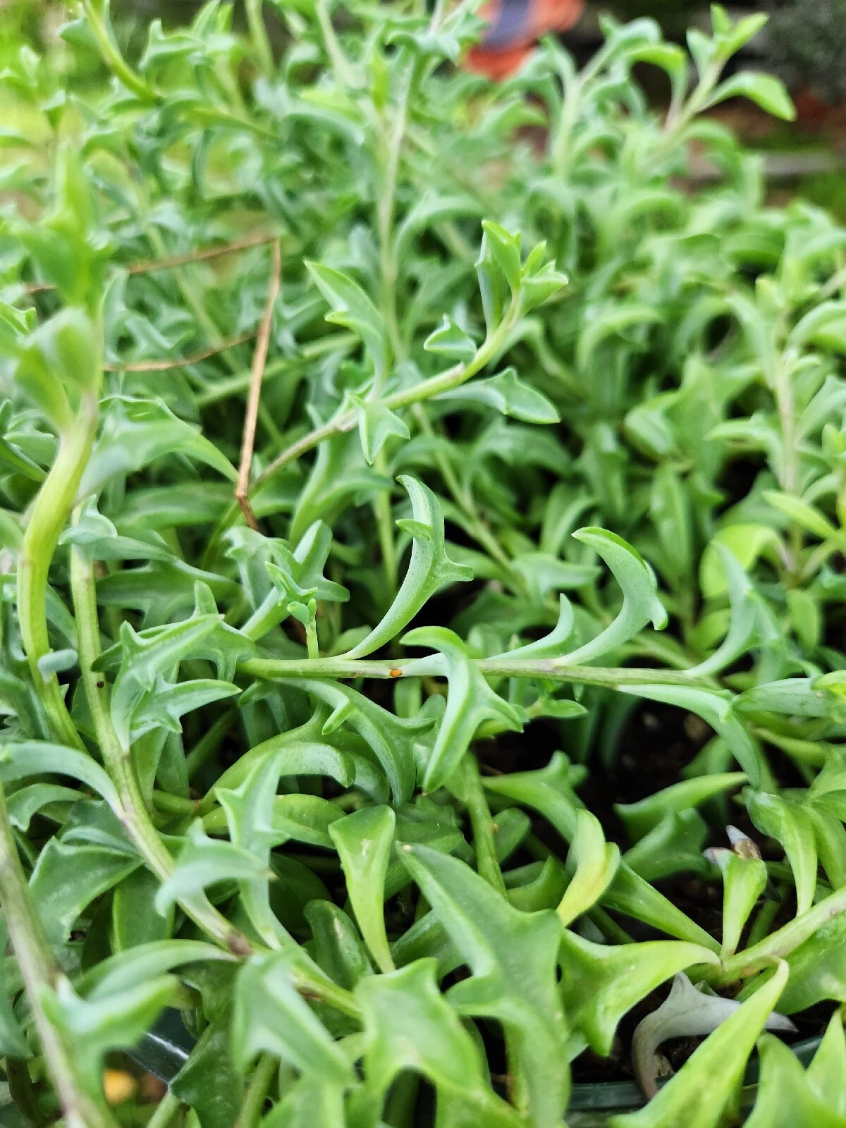 Fresh String of Dolphins Cuttings | Senecio peregrinus Prop Cup | Live Succulent Cuttings | Trailing Dolphin Plant for Indoor Growing