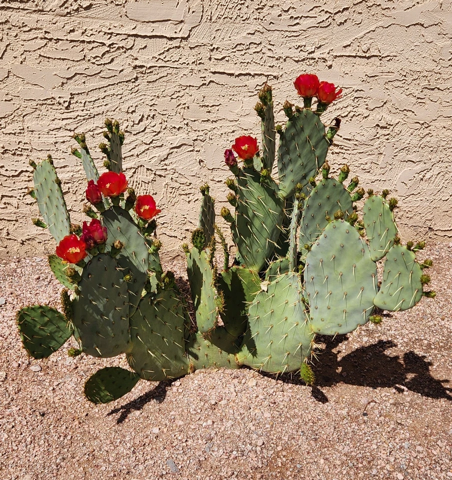 Opuntia ‘Fruit Punch’ Prickly Pear – Live Cactus Pad Cutting (1), Hybrid Opuntia Segment for Planting & Desert Succulent Gardens