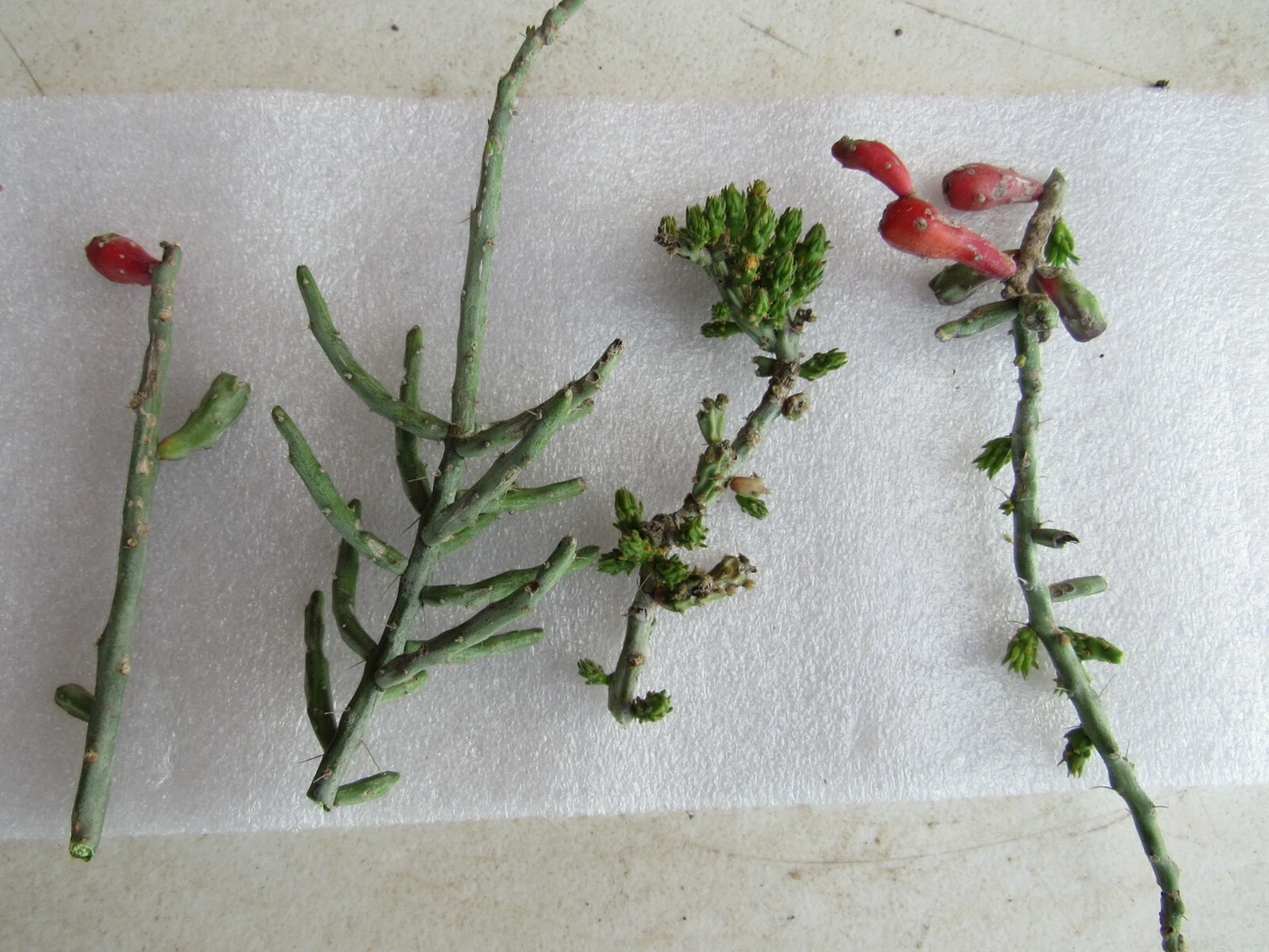 Christmas Cholla Cactus Cuttings – 4 Cylindropuntia Leptocaulis Cuttings, Tasajillo Cactus for Dry Garden Planting