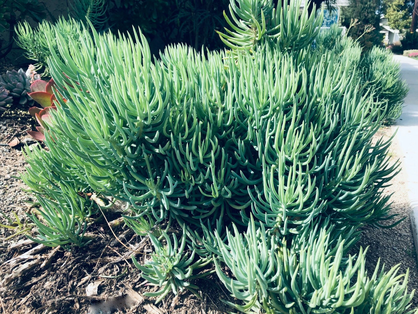Senecio vitalis Cuttings 9pcs | Blue Chalk Fingers / Blue Serpents | 6” Live Succulent Sticks | Drought-Tolerant Starter Plants
