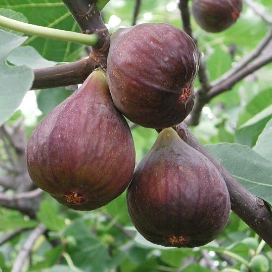 Fig Tree Cutting – 10" Live Ficus carica Cutting, Ready to Plant, Easy Rooting Fruit Tree Starter for Home Gardens & Orchards